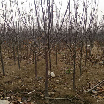 维纳斯黄金苹果苗供应价格维纳斯黄金苹果苗种植技术