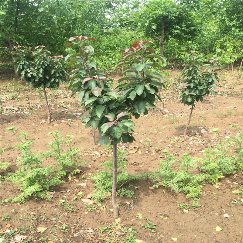 山东寒富苹果树苗√寒富苹果树苗品种介绍