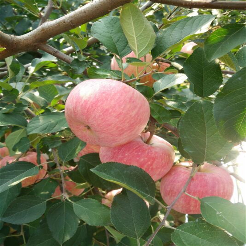 出售紅色之戀蘋果樹苗、紅色之戀蘋果樹苗價錢