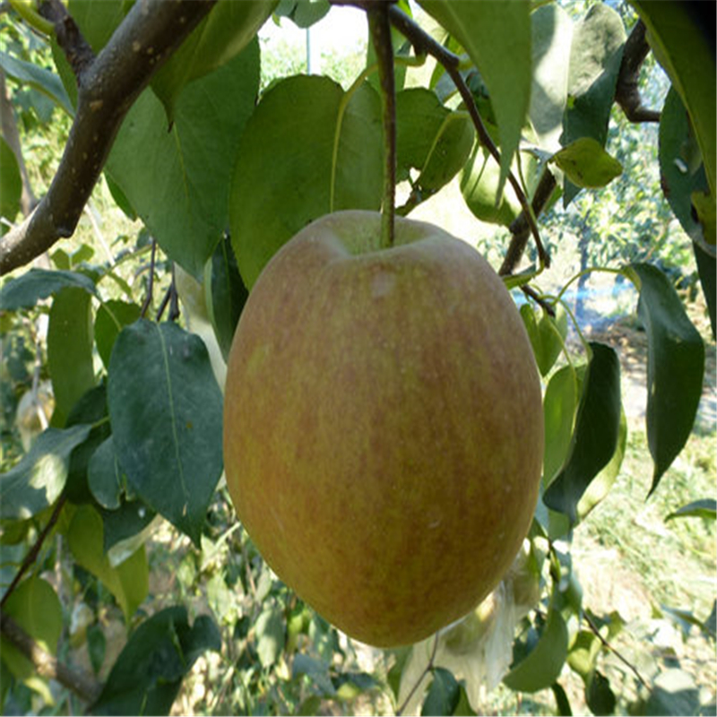 1米高的梨樹苗出售基地1米高的梨樹苗種植技術(shù)