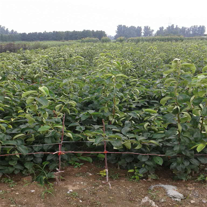 一棵梨樹苗種植技術(shù)梨樹苗種植技術(shù)