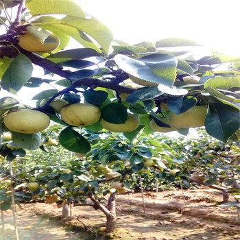 什么地方賣早紅考密斯梨樹苗早紅考密斯梨樹苗主產(chǎn)區(qū)