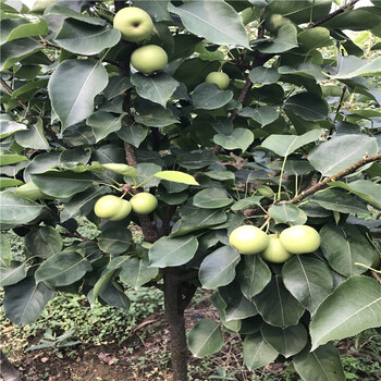 玉露香梨樹苗玉露香梨樹苗什么時候成熟