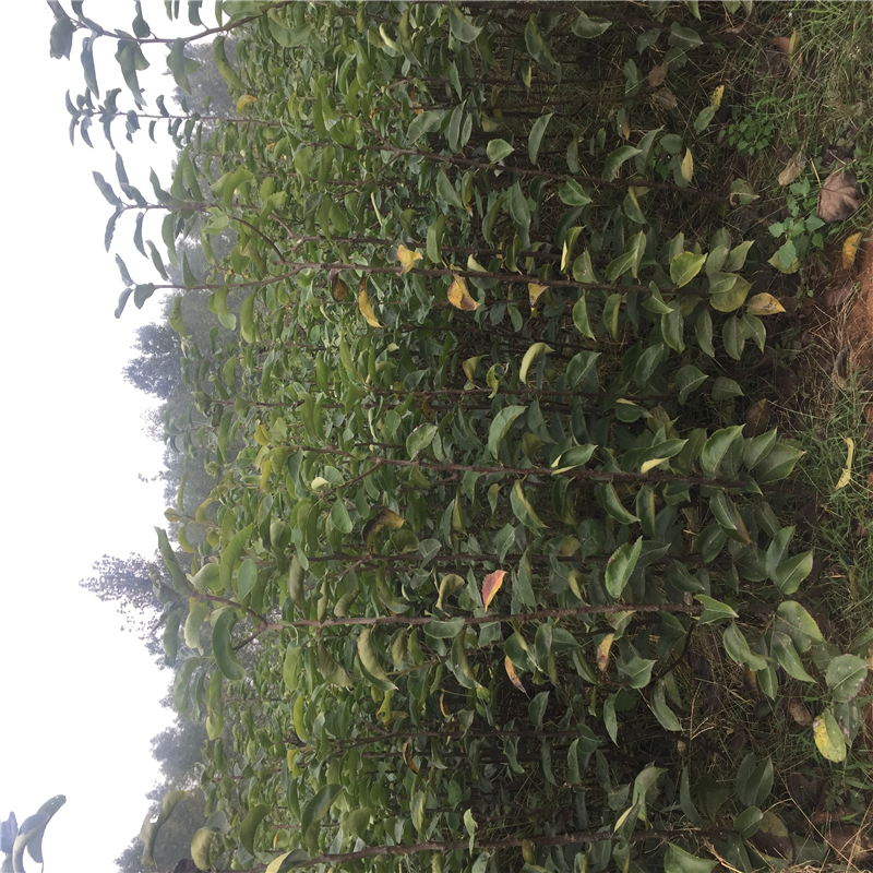 1米高的梨樹苗出售基地1米高的梨樹苗種植技術(shù)
