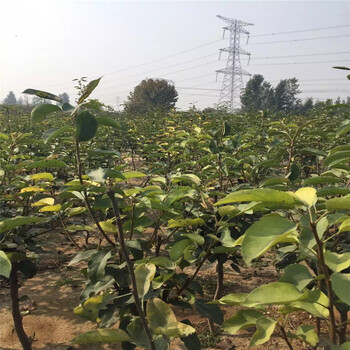 什么地方賣早酥紅梨苗、早酥紅梨苗什么時(shí)候種好