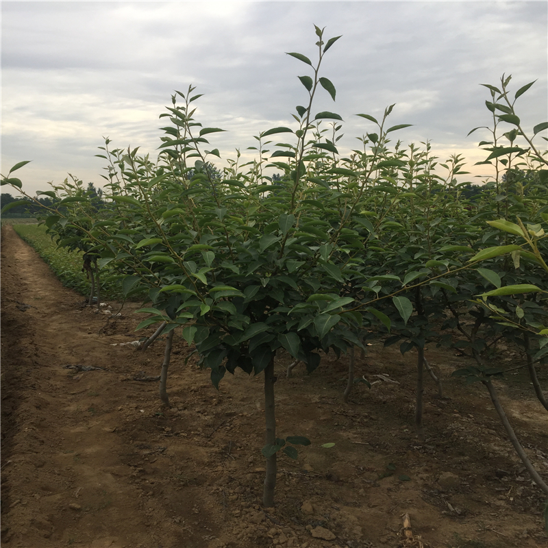 一棵梨树苗出售价格梨树苗种植基地