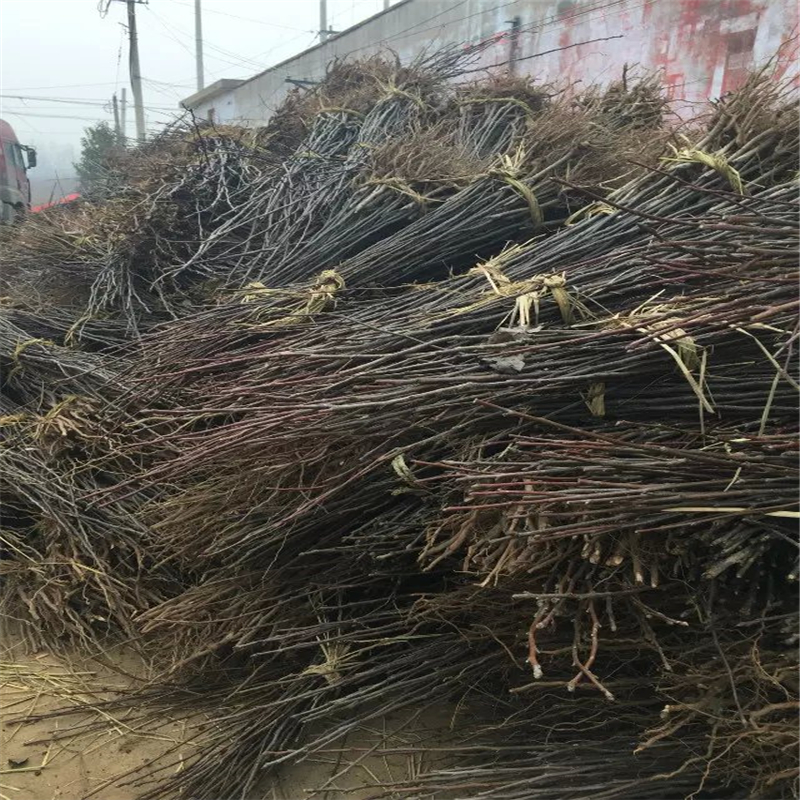 什么地方賣早紅考密斯梨樹苗早紅考密斯梨樹苗苗出售