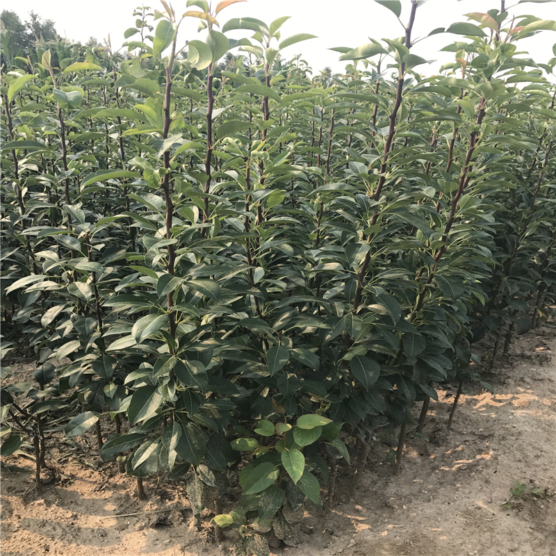 新品種豐水梨樹苗一畝地栽多少棵、豐水梨樹苗種植技術(shù)
