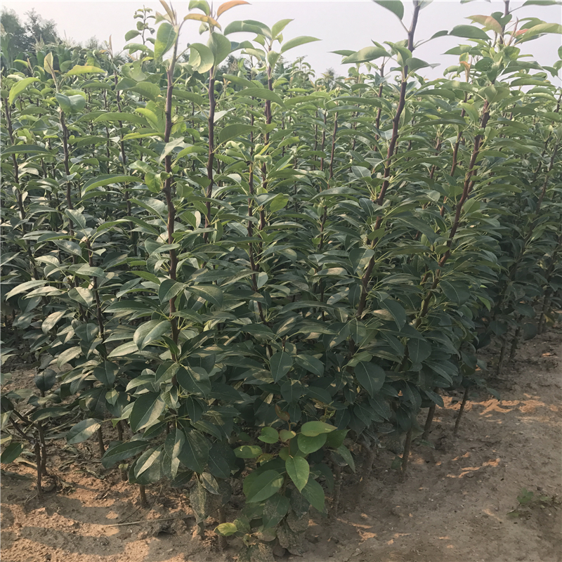 1米高的梨樹苗多少錢一棵1米高的梨樹苗種植基地