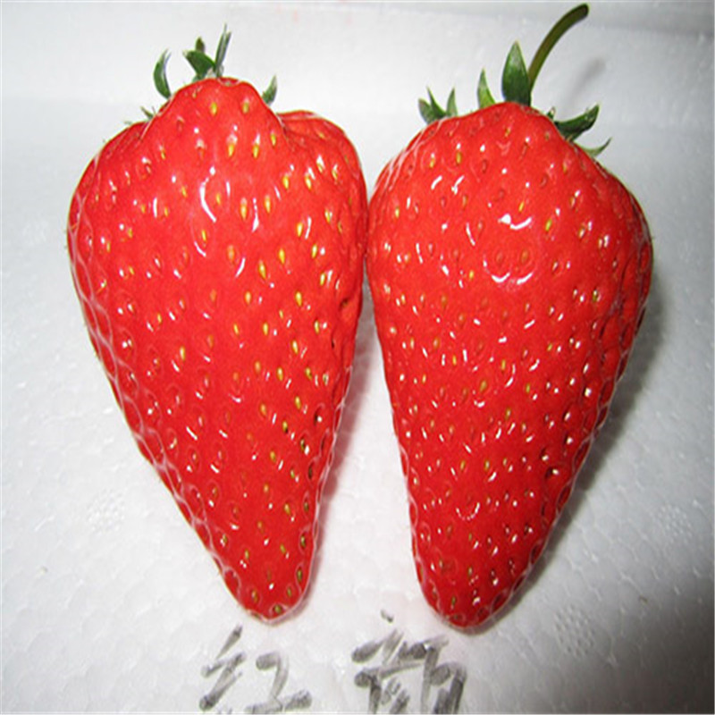 出售京留香草莓苗哪里的便宜