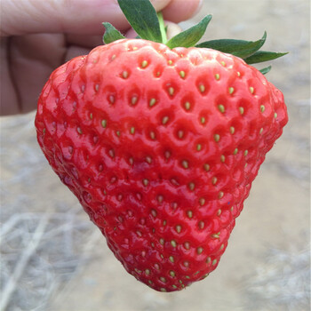 山东石莓4号草莓苗出售价格