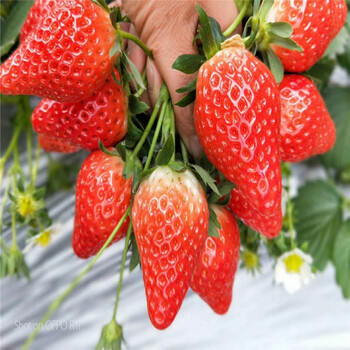 今年草莓苗出售价钱