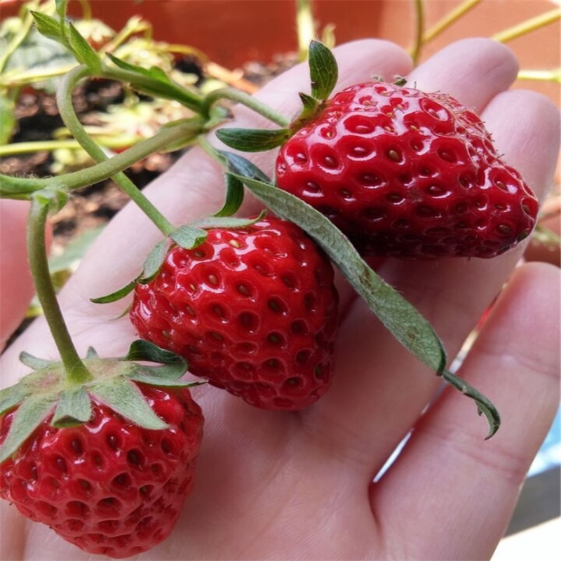 今年草莓苗多少钱