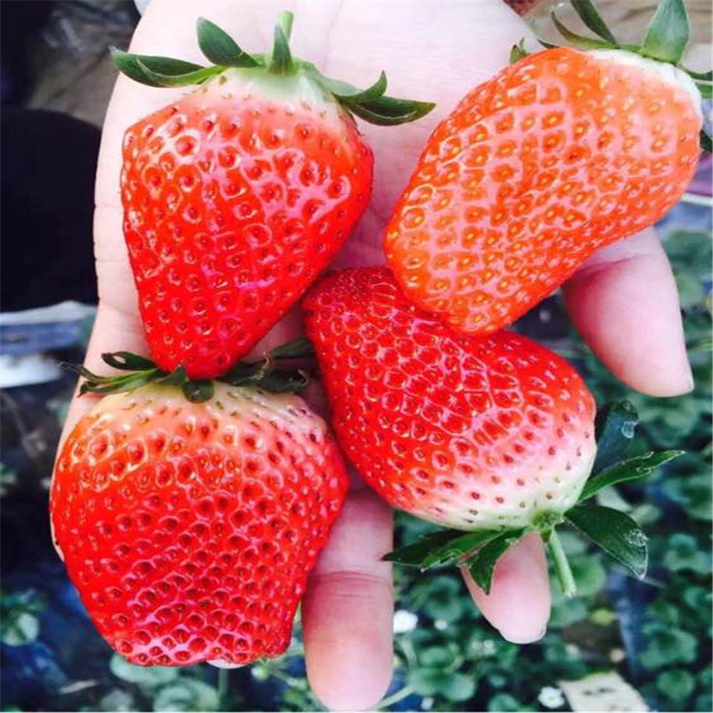 新品种天仙醉草莓苗哪里的便宜