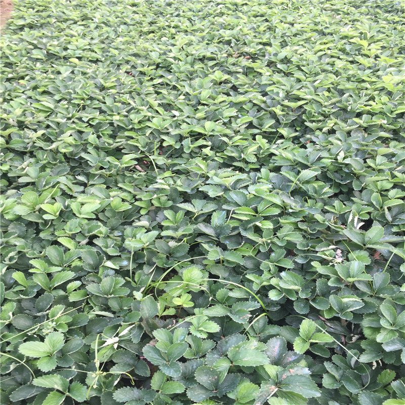 新品種桃熏草莓苗哪里有