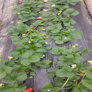 新品種奶油草莓苗什么時候種好