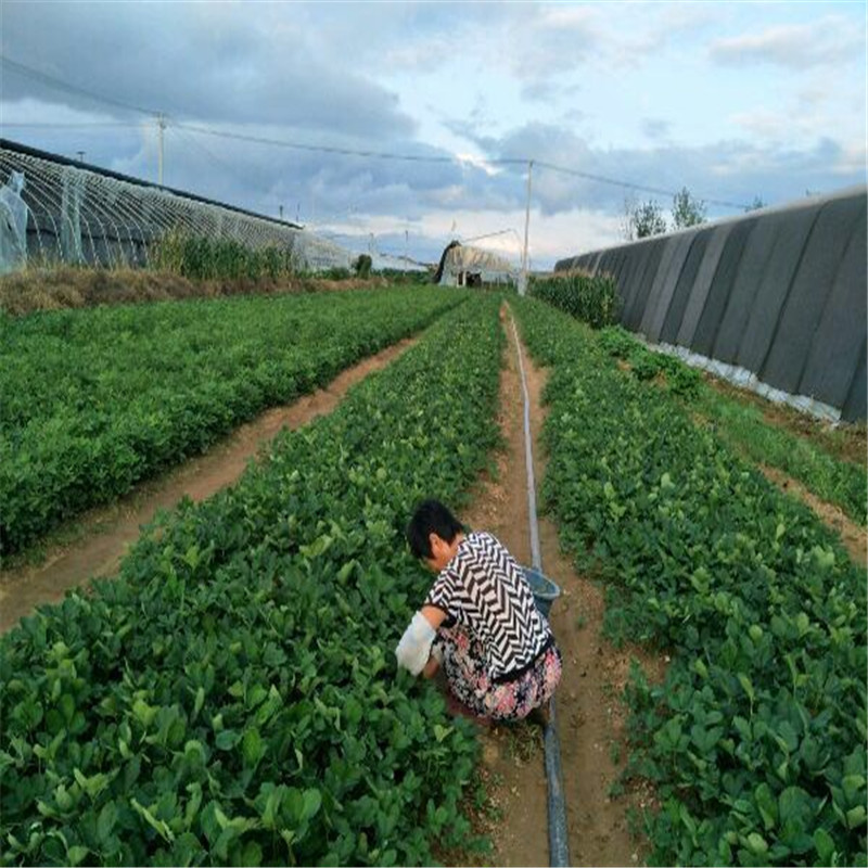 哪里有卖阿尔比草莓苗品种介绍