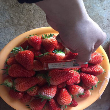 新品種奶油草莓苗多少錢