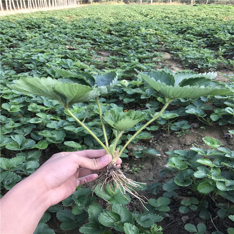新品種奶油草莓苗2019新報(bào)價(jià)