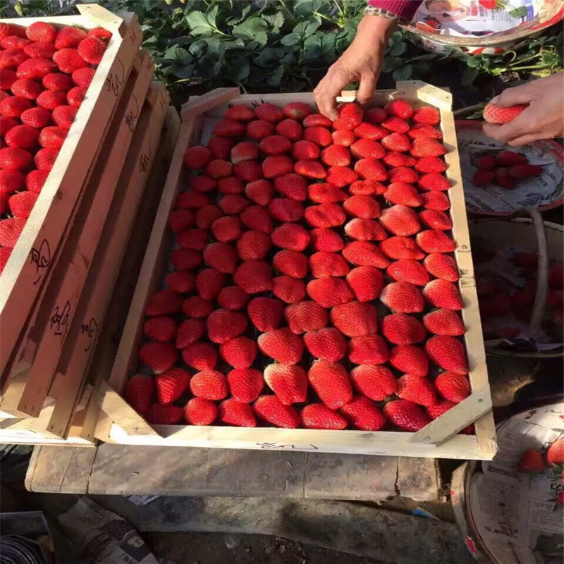 山东盆栽草莓苗位