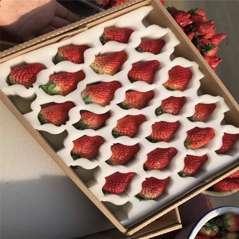 2019年童子一號草莓苗哪里的便宜