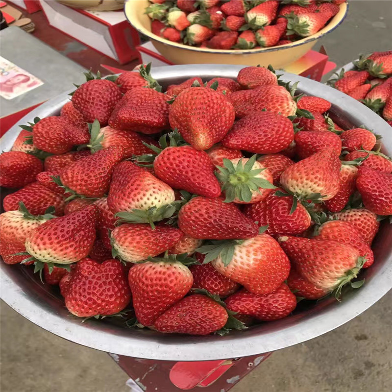 今年草莓苗多少钱