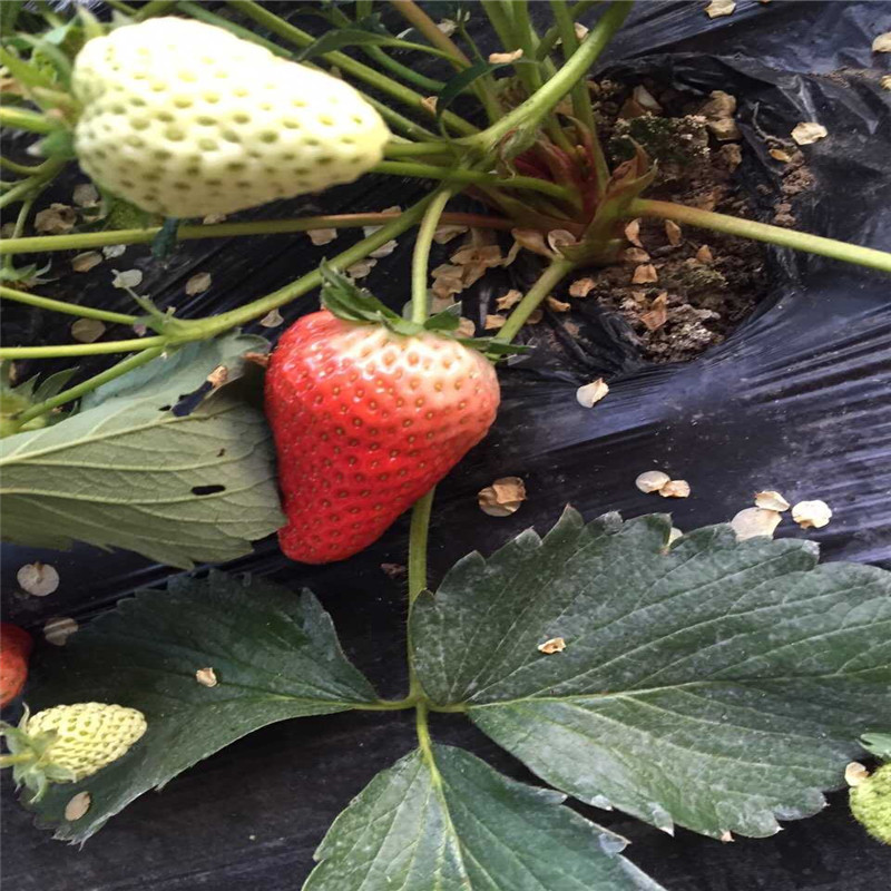 今年奶油草莓苗一亩地种多少棵