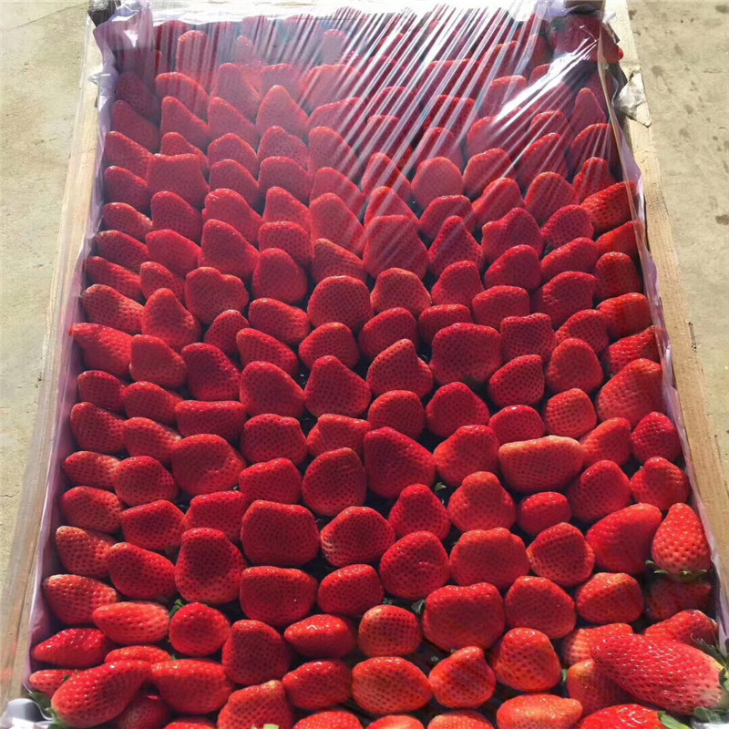今年紅顏草莓苗近期報(bào)價(jià)