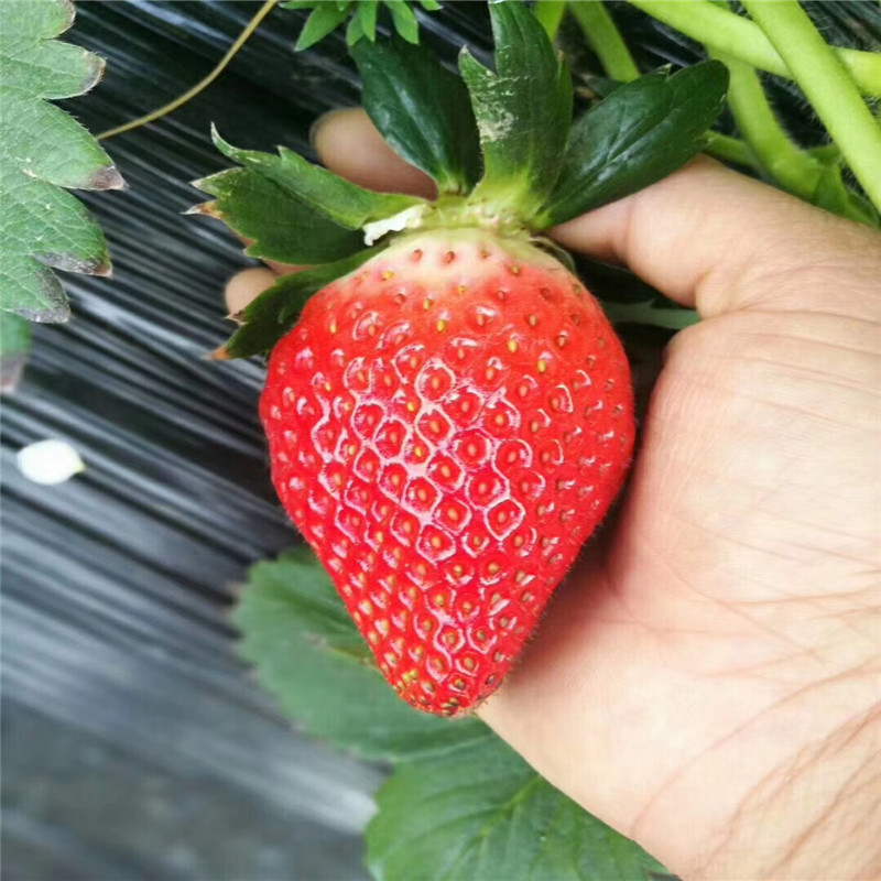 2019年燕香草莓苗批发基地