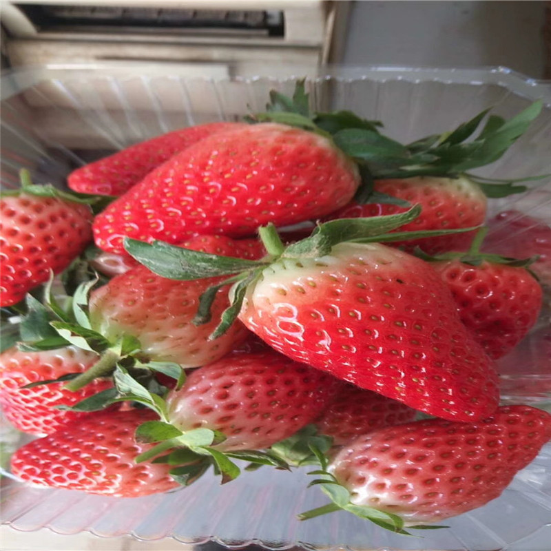山东大棚草莓苗新品种