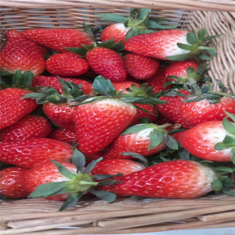 今年红脸颊草莓苗一亩地种多少棵