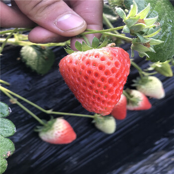 出售牛奶草莓苗批发基地