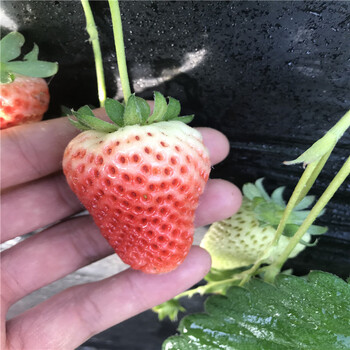 出售京留香草莓苗哪里的便宜