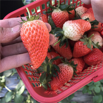 今年红脸颊草莓苗一亩地种多少棵