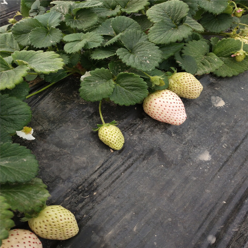 2019年菠萝蜜草莓苗一亩地种多少棵