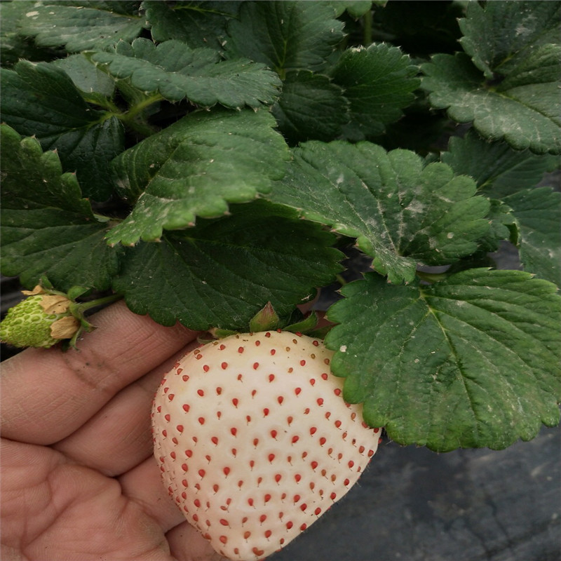 脱毒小白草莓苗销售价格