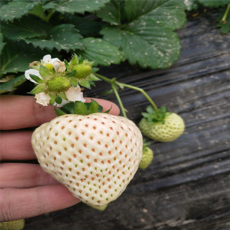 2019年燕香草莓苗批发基地