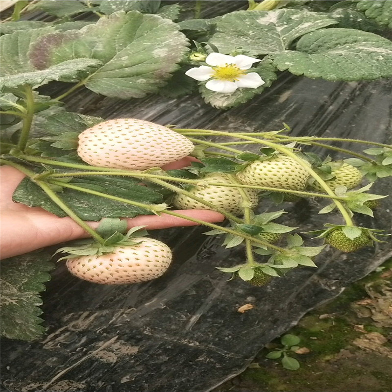 山东大棚草莓苗新品种