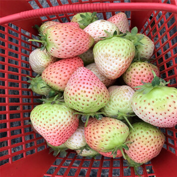 新品種艷麗草莓苗品種介紹