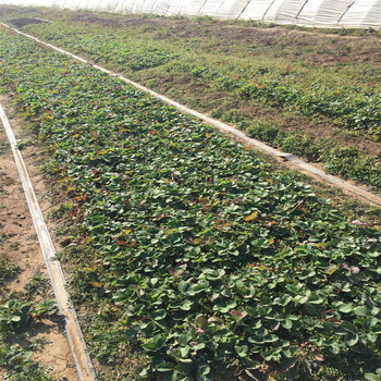 什么地方賣牛奶草莓苗出售價格