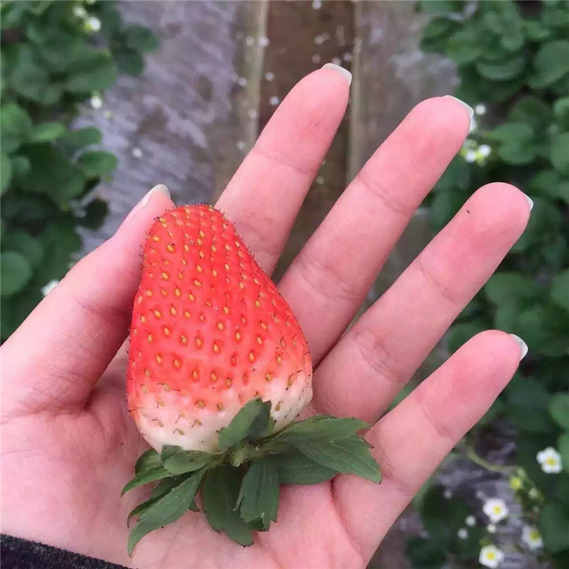 山东拉松草莓苗新品种