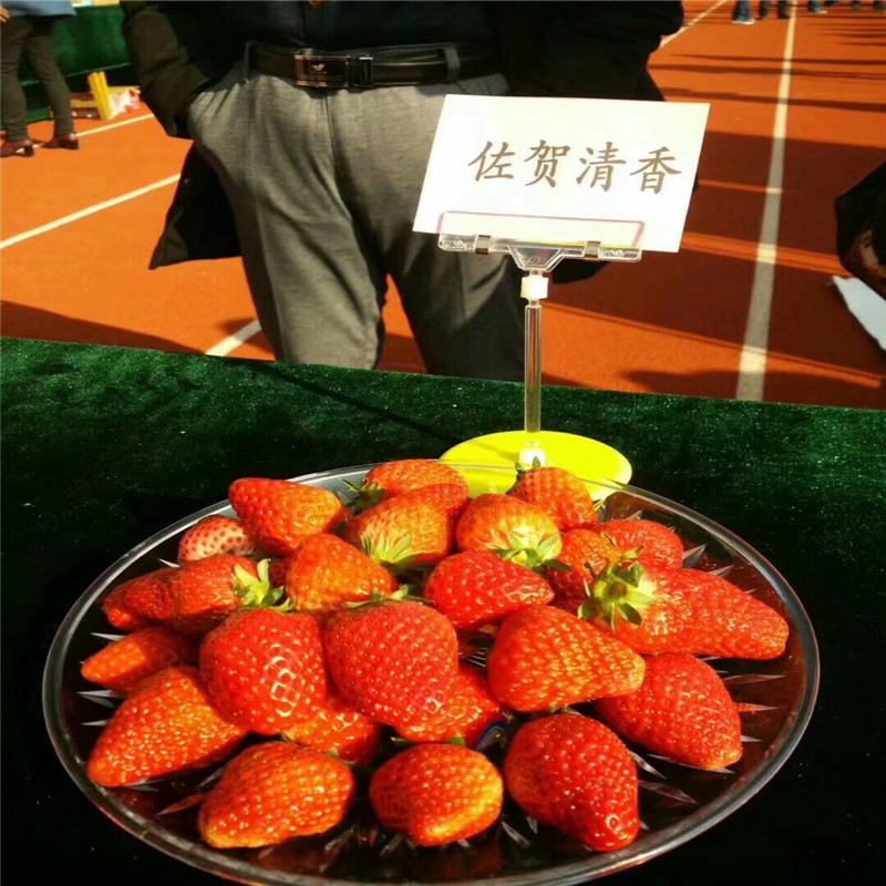 2019年太空2008草莓苗一畝地種多少棵