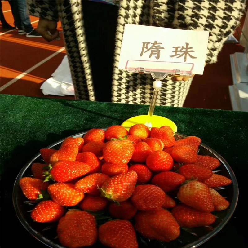 哪里有賣(mài)美莎草莓苗品種介紹