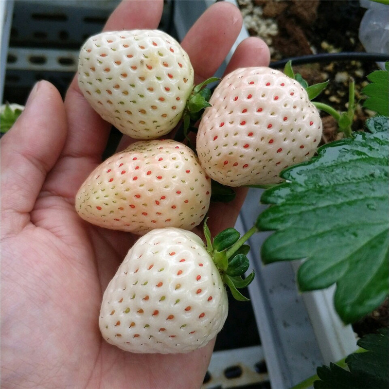 今年阿尔比草莓苗位