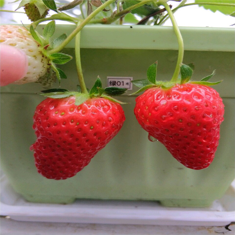 山东阿尔比草莓苗批发出售
