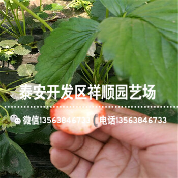 京留香草莓苗供应价格、京留香草莓苗出售价钱