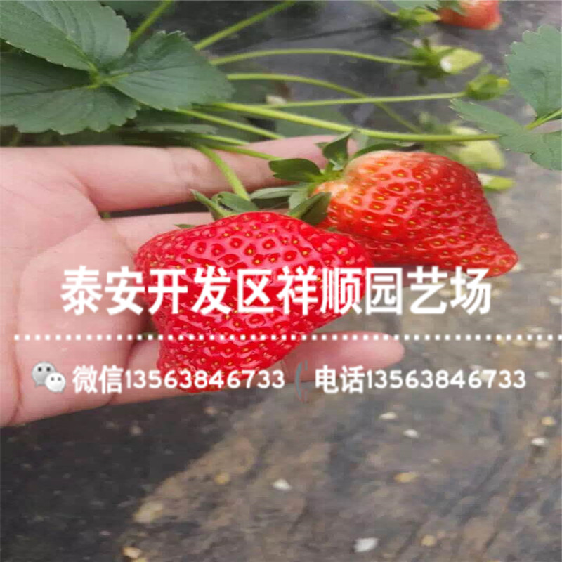 出售美德莱特草莓苗基地哪里有、美德莱特草莓苗销售价格
