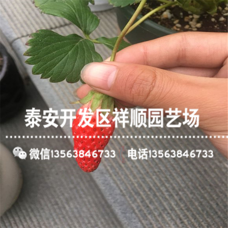 新品种妙香3号草莓苗基地、妙香3号草莓苗种植基地