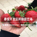 京泉香草莓苗出售基地、2019年京泉香草莓苗品种介绍