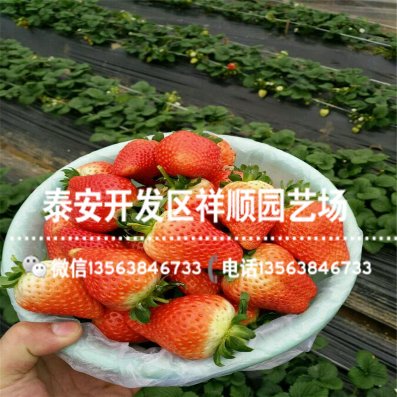 全草莓苗哪里便宜、新品种全草莓苗价格多少